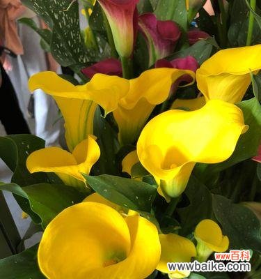 打造美丽水底花园的秘诀 马蹄莲养殖之技巧与方法