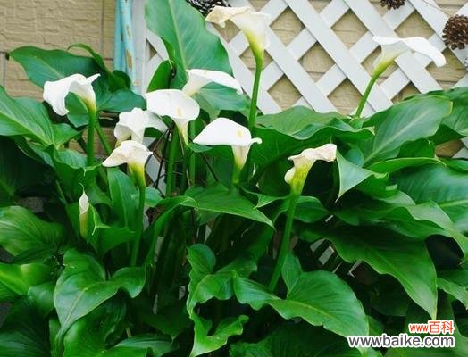 打造美丽水底花园的秘诀 马蹄莲养殖之技巧与方法