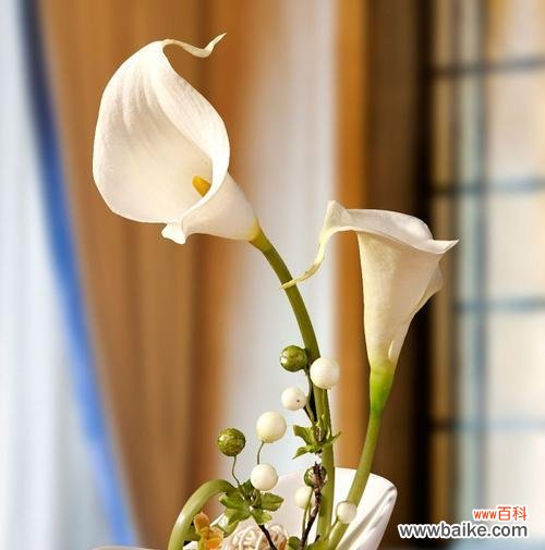 打造美丽水底花园的秘诀 马蹄莲养殖之技巧与方法