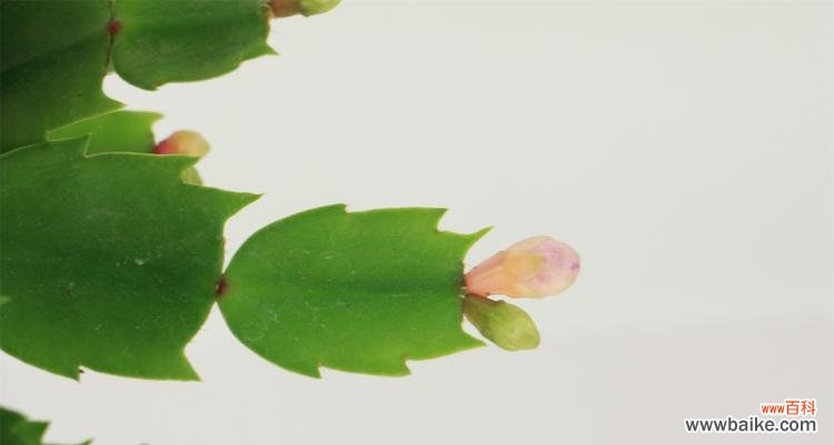 让你的花园充满生机；如何在冬季成功扦插蟹爪兰 蟹爪兰冬季扦插，轻松繁殖