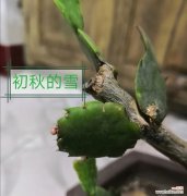 让你的花园充满生机；如何在冬季成功扦插蟹爪兰 蟹爪兰冬季扦插，轻松繁殖