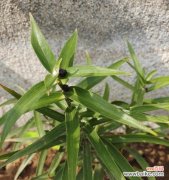 让百合更健康，不再徒长 百合花的养护之道