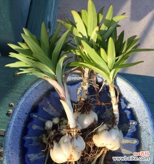 让百合更健康,不再徒长 百合花的养护之道