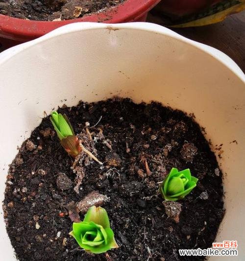 让百合更健康,不再徒长 百合花的养护之道