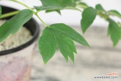 桑叶牡丹叶子黄怎么治