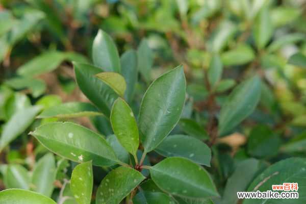 石楠花的病虫害及其防治