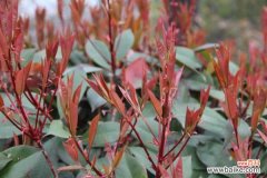 石楠花的病虫害及其防治