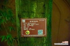 白兰的虫害及其防治