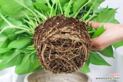 绿萝叶黄了怎么救回来