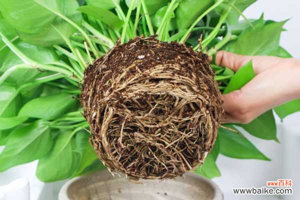 绿萝叶黄了怎么救回来