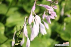 玉簪花的病虫害及其防治