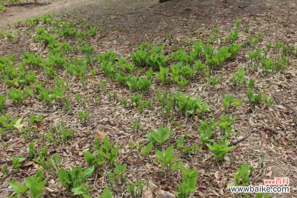 玉簪花的病虫害及其防治