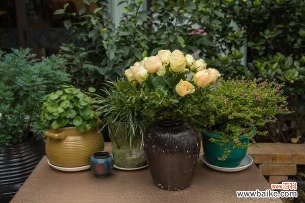 黄槐决明病害防治方法