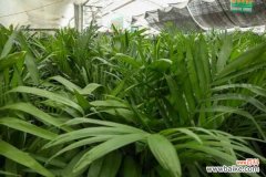 夏威夷椰子叶子发黄怎么办