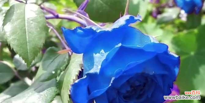 探索蓝玫瑰的神秘之美 以蓝玫瑰花语及传说为主题的文章
