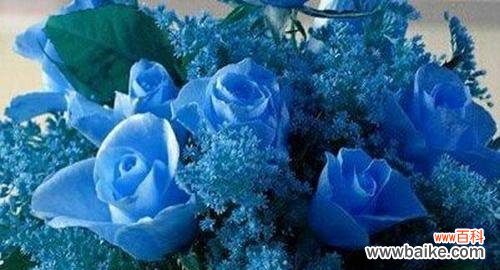 探索蓝玫瑰的神秘之美 以蓝玫瑰花语及传说为主题的文章