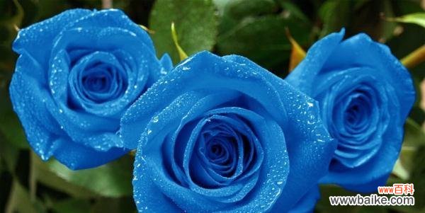探索蓝玫瑰的神秘魅力 蓝玫瑰的花语与寓意