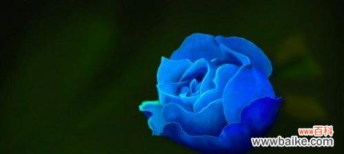 探寻蓝玫瑰的神秘与美丽 以蓝玫瑰为寓意的文章