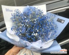 探寻蓝色满天星的象征意义与美丽内涵 蓝色满天星的花语和寓意解析