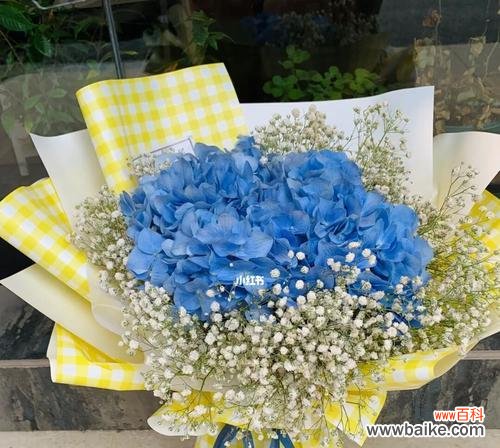 探寻蓝色满天星的神秘力量 蓝色满天星的花语与意义