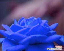 探索蓝玫瑰背后的内涵与情感 蓝玫瑰的象征意义