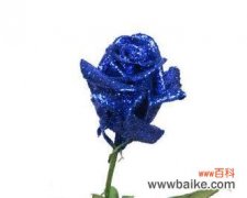 探秘蓝玫瑰的浪漫与神秘 以蓝玫瑰象征的含义及传说