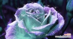 揭开蓝玫瑰的秘密 以蓝玫瑰传递的深情和神秘