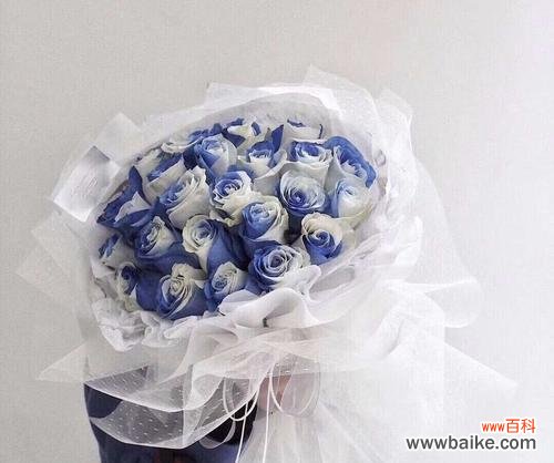 探寻蓝玫瑰背后的象征与故事 以蓝玫瑰为主题的寓意与意义