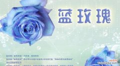 探寻蓝玫瑰背后的象征与故事 以蓝玫瑰为主题的寓意与意义