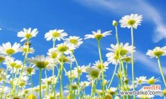 揭秘蓝色雏菊的花语与象征意义 蓝色雏菊的花语与寓意