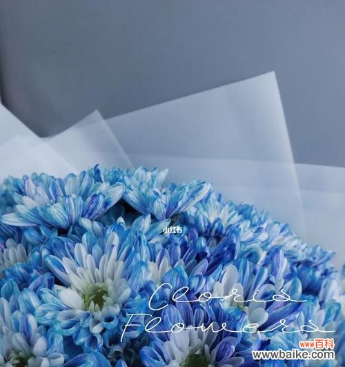 揭秘蓝色雏菊的花语与象征意义 蓝色雏菊的花语与寓意