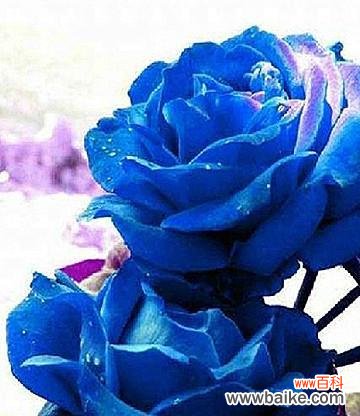 深情厚意的蓝色玫瑰花与浪漫爱情的共鸣 蓝色玫瑰花的意义及象征