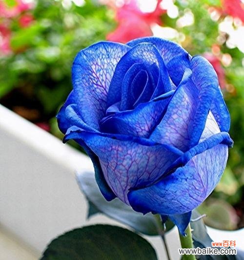 深情厚意的蓝色玫瑰花与浪漫爱情的共鸣 蓝色玫瑰花的意义及象征