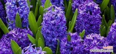 透露希望与平静的蓝色花朵 蓝色风信子的花语