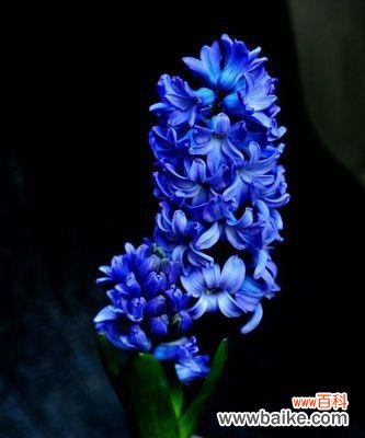 透露希望与平静的蓝色花朵 蓝色风信子的花语