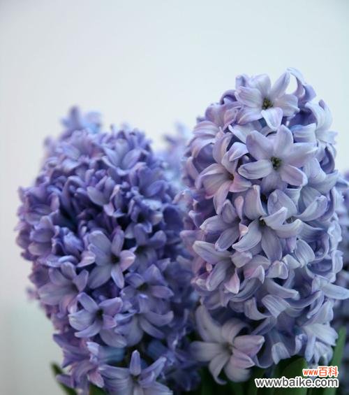 探寻蓝色康乃馨的情感象征及涵义 蓝色康乃馨花语的深意
