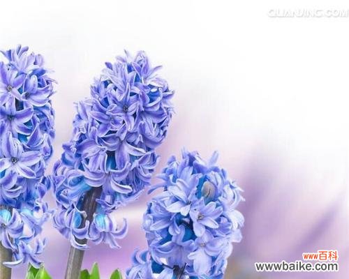 探索蓝色风信子的花语 蓝色风信子花语