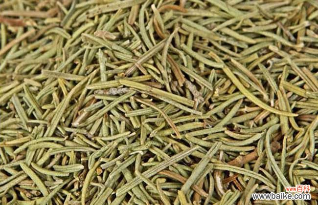 迷迭香茶能天天喝吗 迷迭香茶的功效与作用