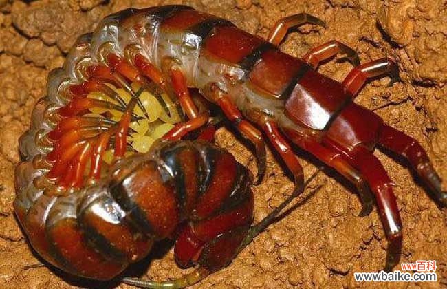 蜈蚣进家是什么预兆 家里有蜈蚣有何征兆?