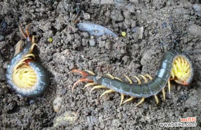 蜈蚣进家是什么预兆 家里有蜈蚣有何征兆?