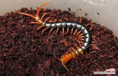 蜈蚣进家是什么预兆 家里有蜈蚣有何征兆？