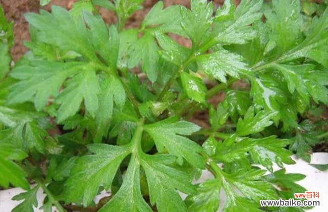 艾叶泡脚一周几次最佳 艾叶泡脚有什么好处?