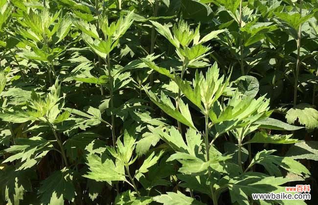 艾叶泡脚一周几次最佳 艾叶泡脚有什么好处?