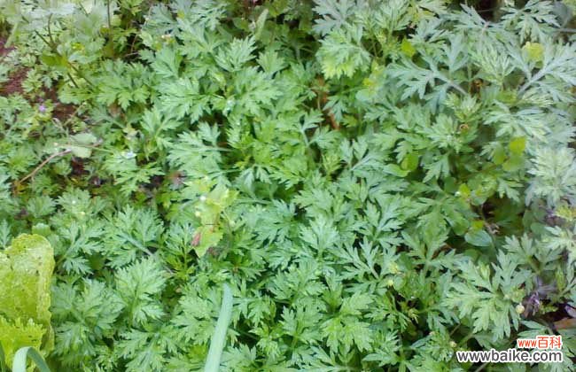 艾叶泡脚一周几次最佳 艾叶泡脚有什么好处?