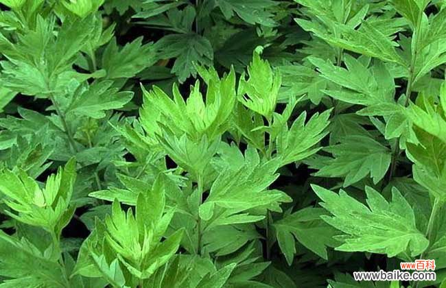 艾叶泡脚一周几次最佳 艾叶泡脚有什么好处?