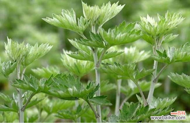 艾叶泡脚一周几次最佳 艾叶泡脚有什么好处?