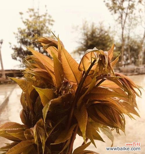 香椿树开花预示着什么意思?如何解读这一自然现象?