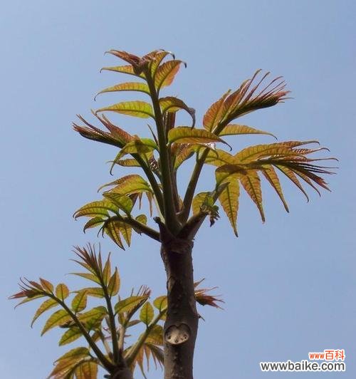 香椿树开花预示着什么意思?如何解读这一自然现象?