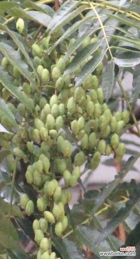 香椿树开花预示着什么意思?如何解读这一自然现象?