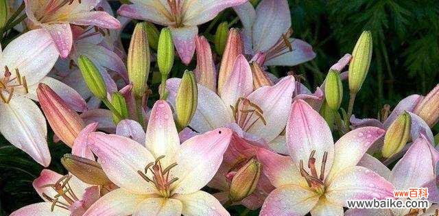 香水百合的花语是什么？如何正确表达情感？